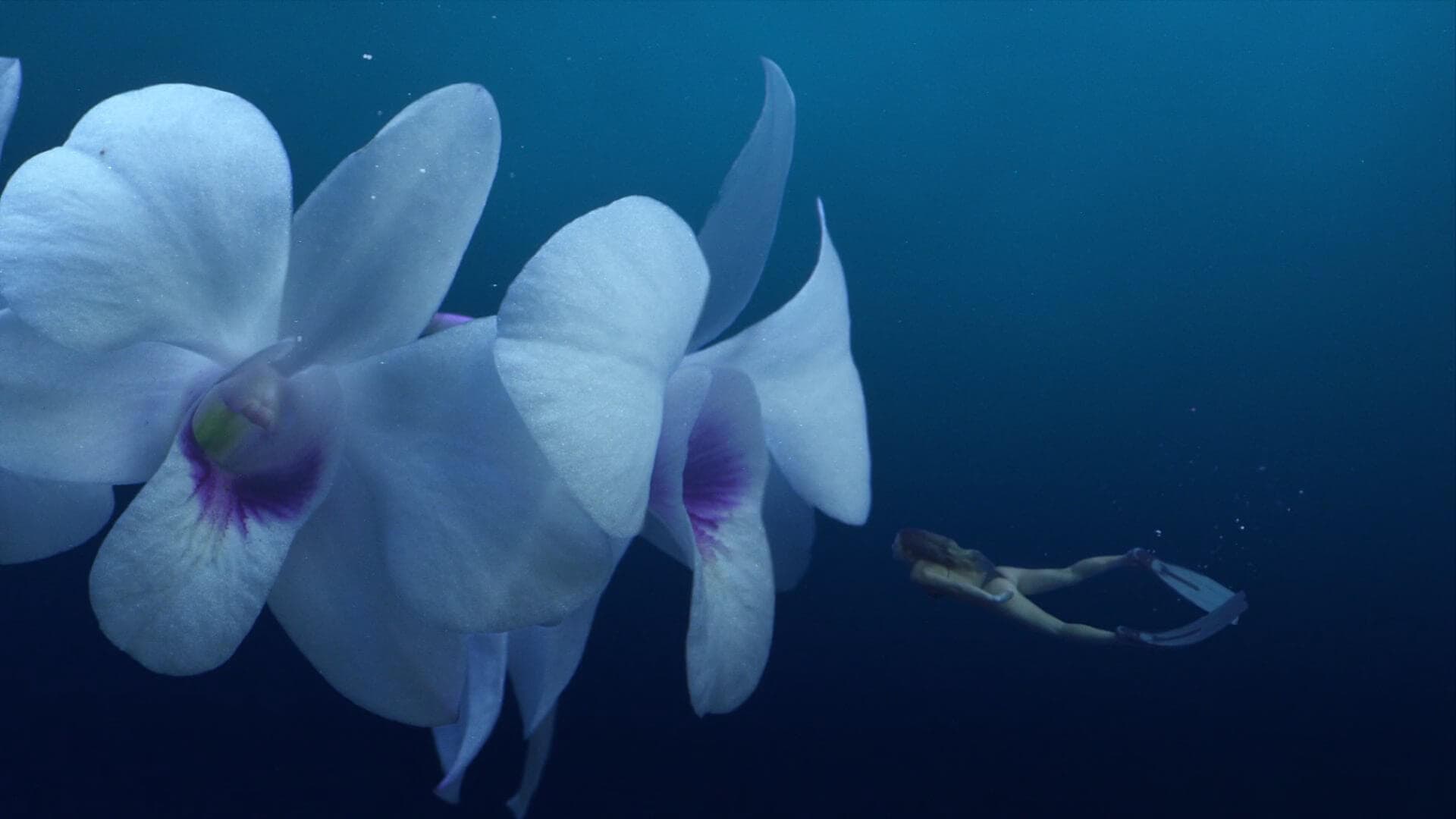 Flower Diver