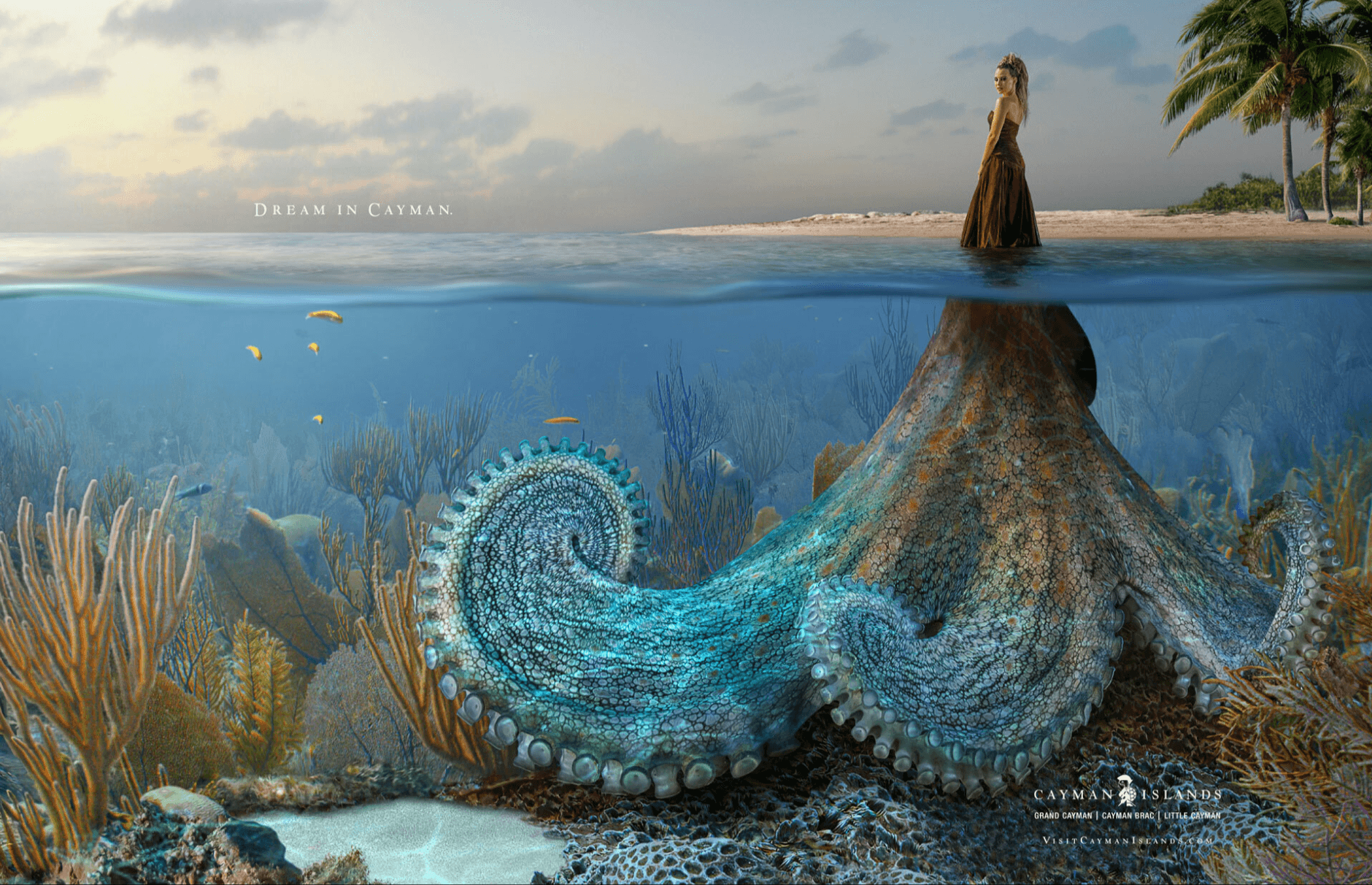 Octopus