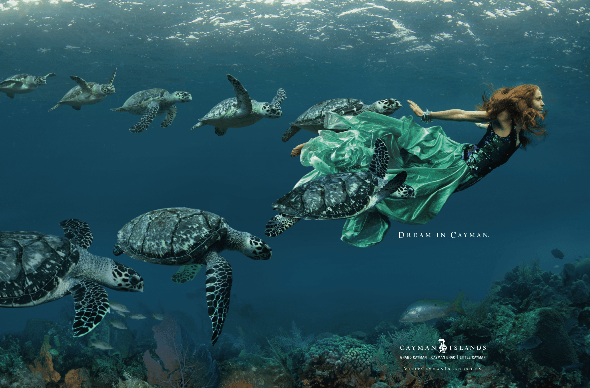 Turtles