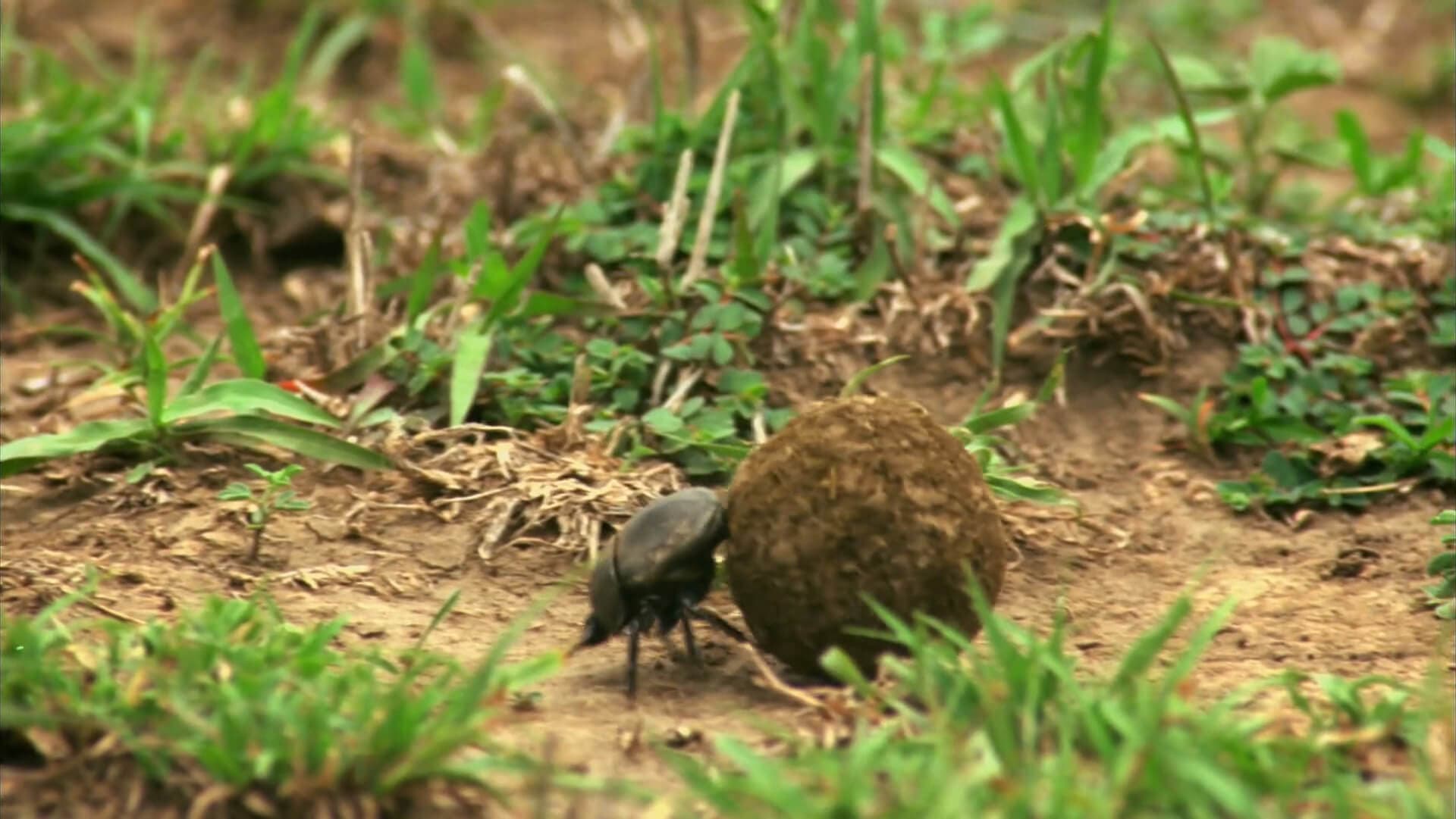 Orkin Video Bug Wisdom/Dung Beetle